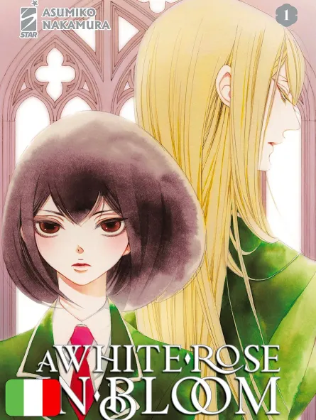 A White Rose In Bloom 1