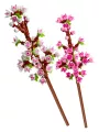 Fiori Di Ciliegio - Botanicals - Lego