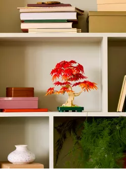 Bonsai Di Acero Rosso Giapponese - Botanicals - Lego