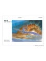 The Art of Nausicaa of the Valley of the Wind - Studio Ghibli - Edizione Giapponese